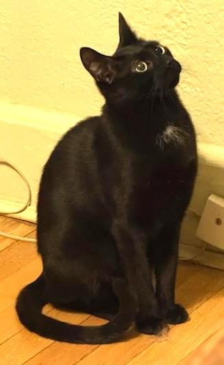 Toeny, a Adoptable Domestic Short Hair in West Orange, NJ image 2/5