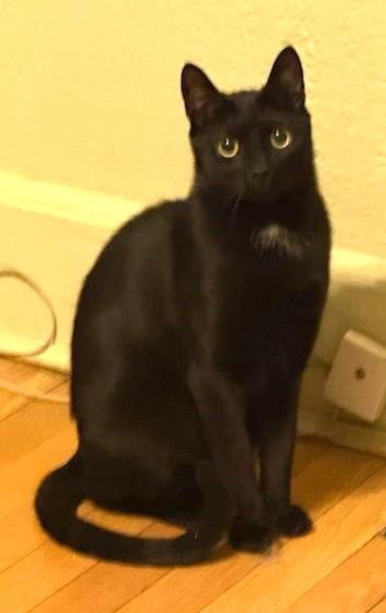 Toeny, a Adoptable Domestic Short Hair in West Orange, NJ image 3/5