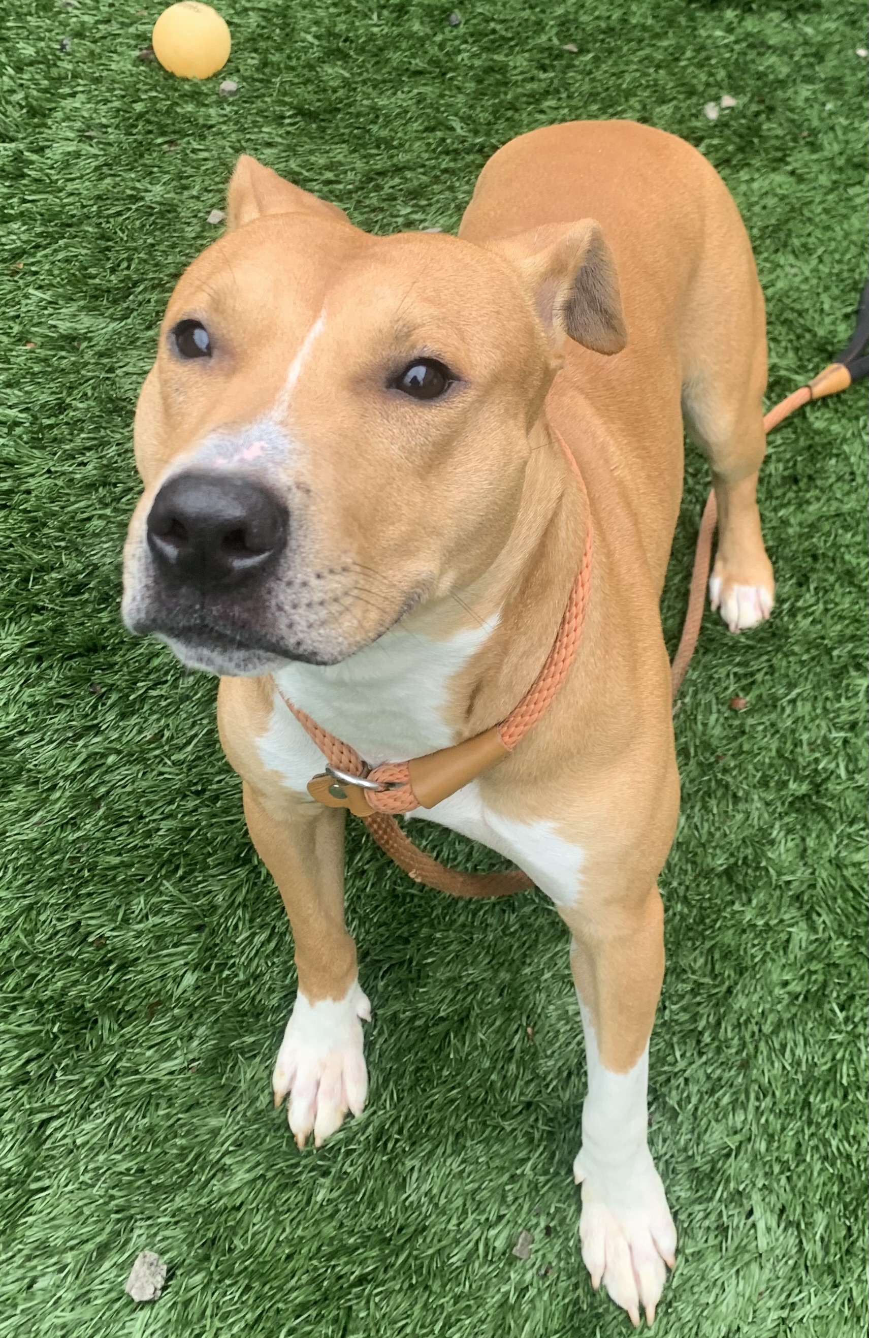 Omar, Adopted, Young Male Mixed Breed.