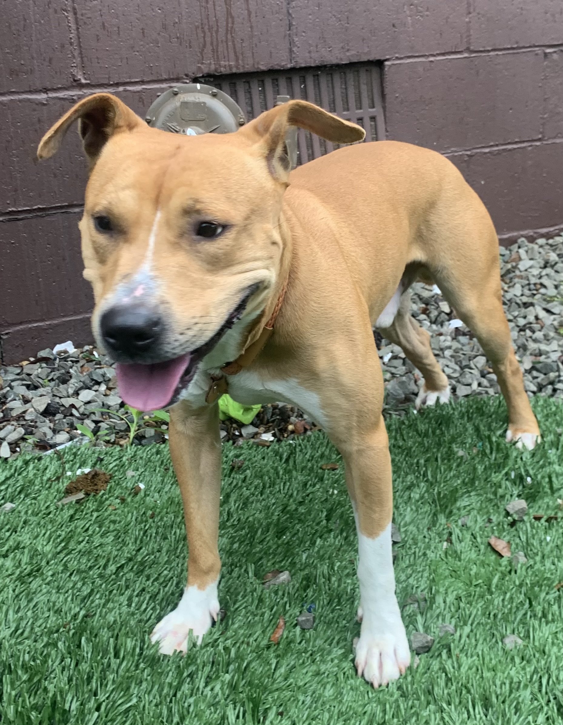 Enlarge Omar, a Adopted Mixed Breed in McKeesport, PA image 2/6