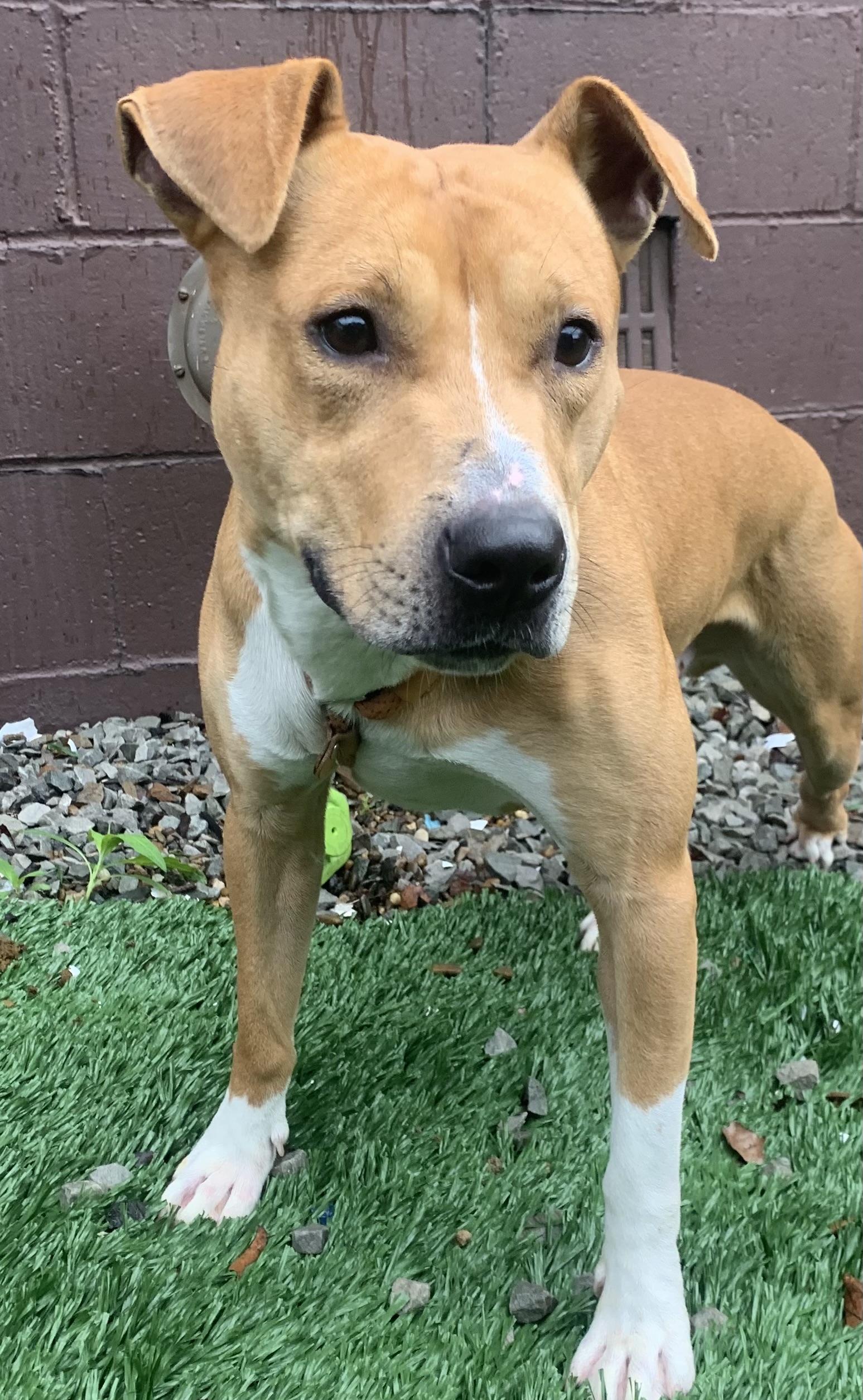 Enlarge Omar, a Adopted Mixed Breed in McKeesport, PA image 3/6