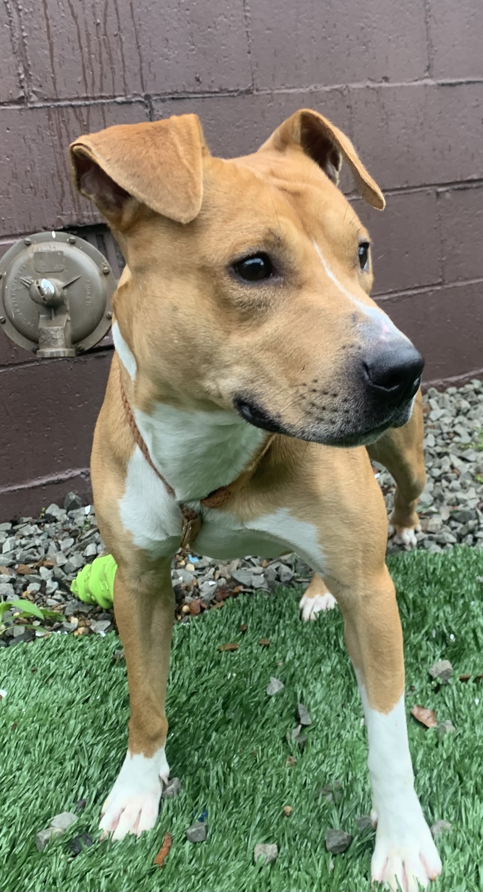 Enlarge Omar, a Adopted Mixed Breed in McKeesport, PA image 4/6