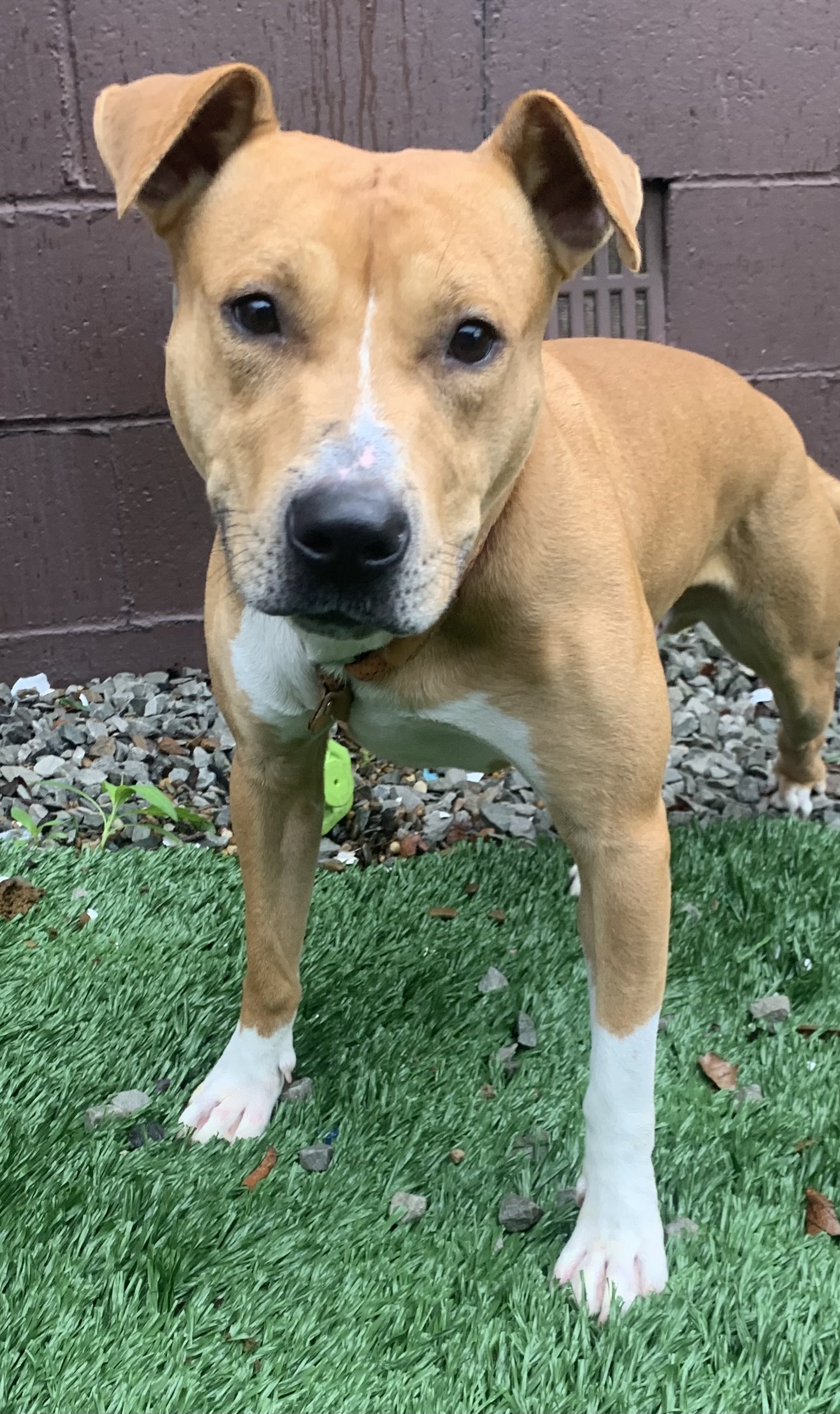 Enlarge Omar, a Adopted Mixed Breed in McKeesport, PA image 5/6