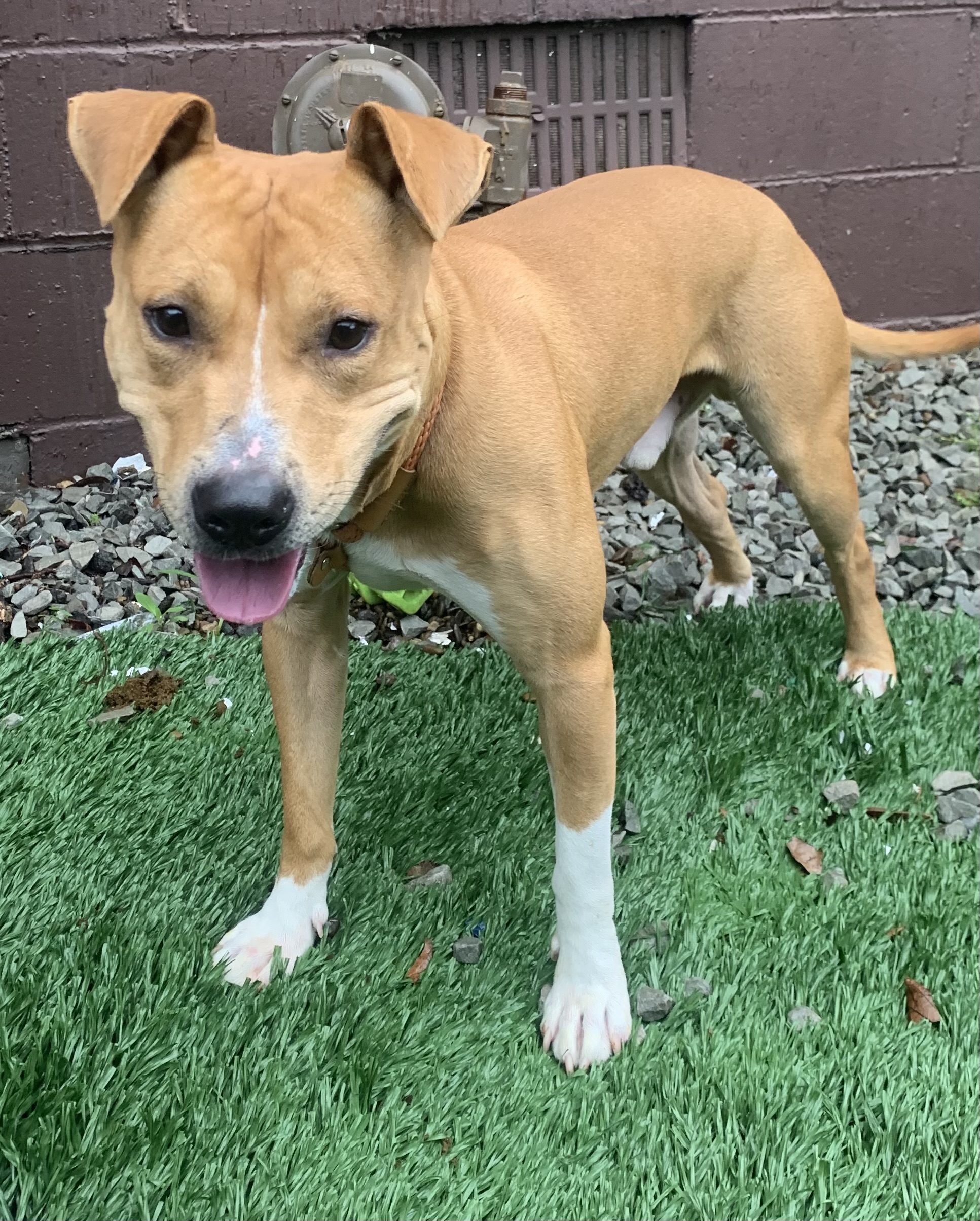Enlarge Omar, a Adopted Mixed Breed in McKeesport, PA image 6/6