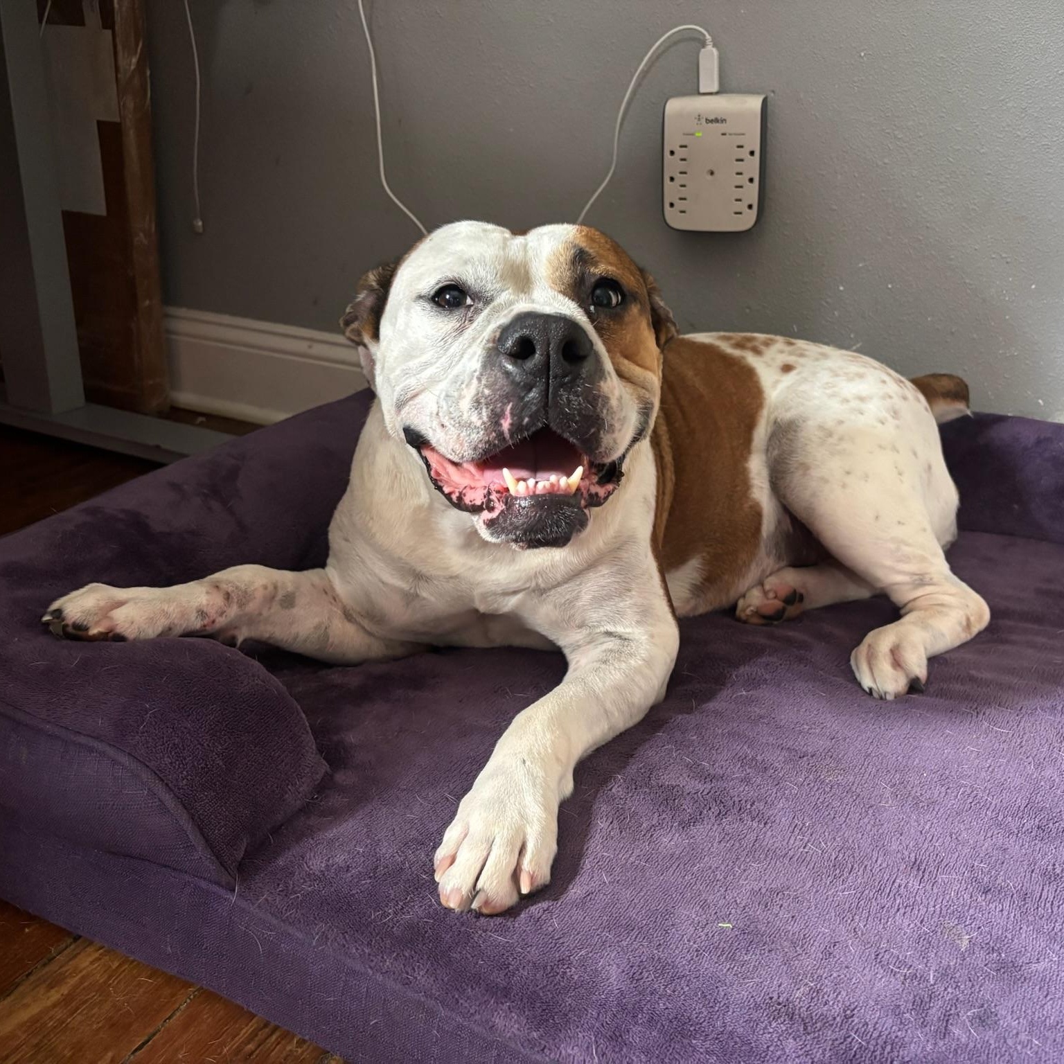 Enlarge Gretchen, a Adoptable mixed breed in New Orleans, LA image 1/6