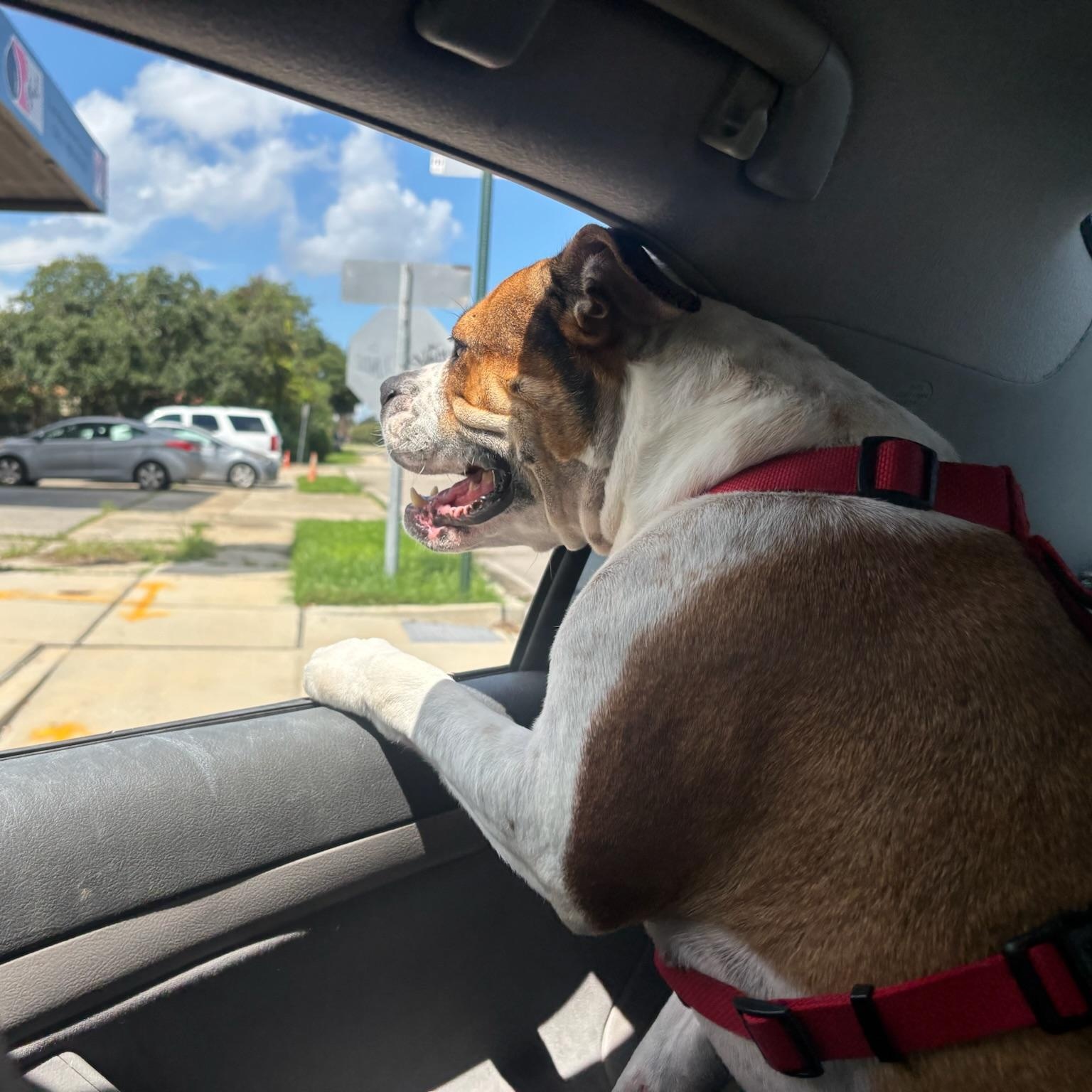 Enlarge Gretchen, a Adoptable mixed breed in New Orleans, LA image 4/6