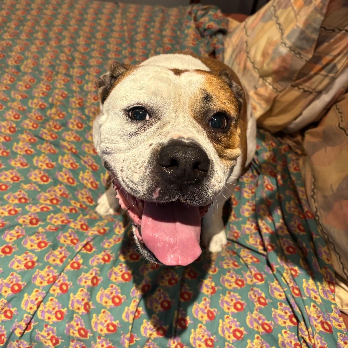Enlarge Gretchen, a Adoptable mixed breed in New Orleans, LA image 3/6