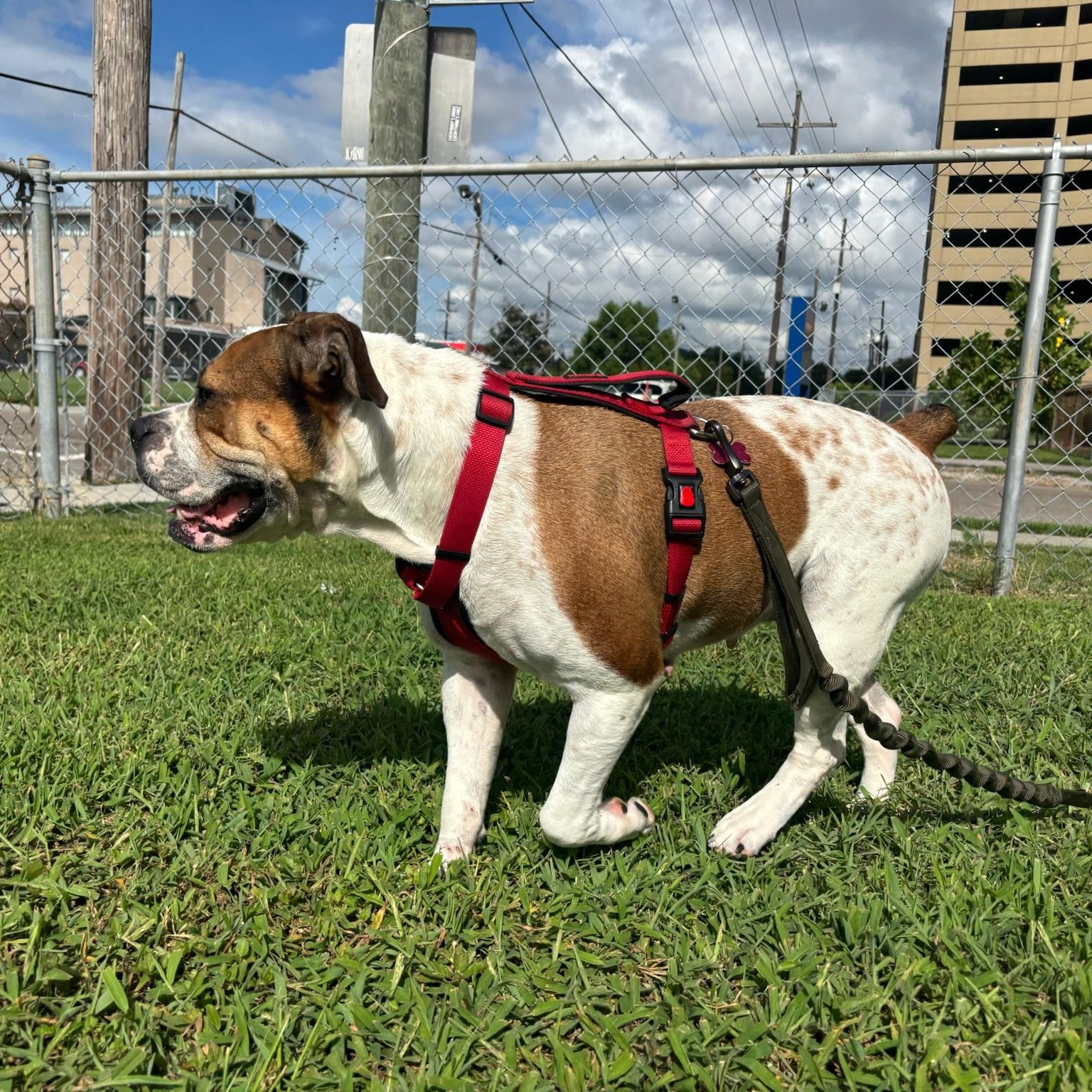 Enlarge Gretchen, a ADOPTABLE mixed breed in New Orleans, LA image 3/4