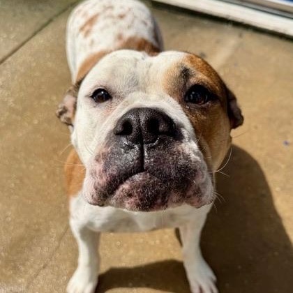 Enlarge Gretchen, a ADOPTABLE mixed breed in New Orleans, LA image 2/4