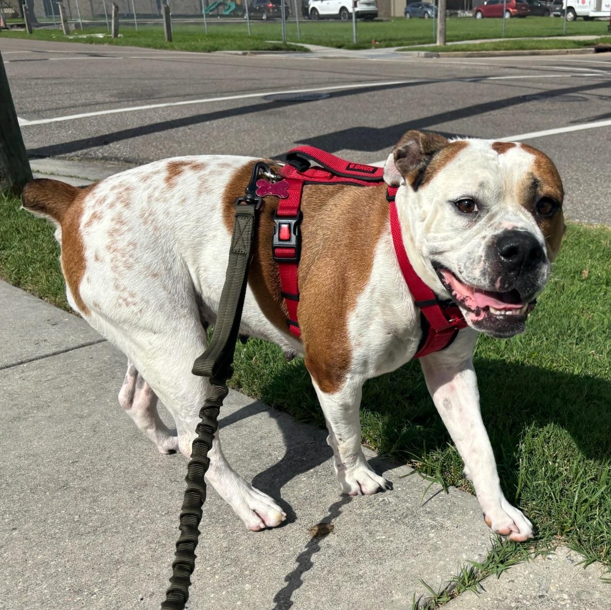 Gretchen, ADOPTABLE, Adult Female American Bulldog & Boxer.