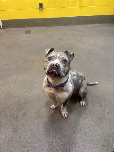 JEWEL, Adoptable, Adult Female Bull Terrier & Mixed Breed.