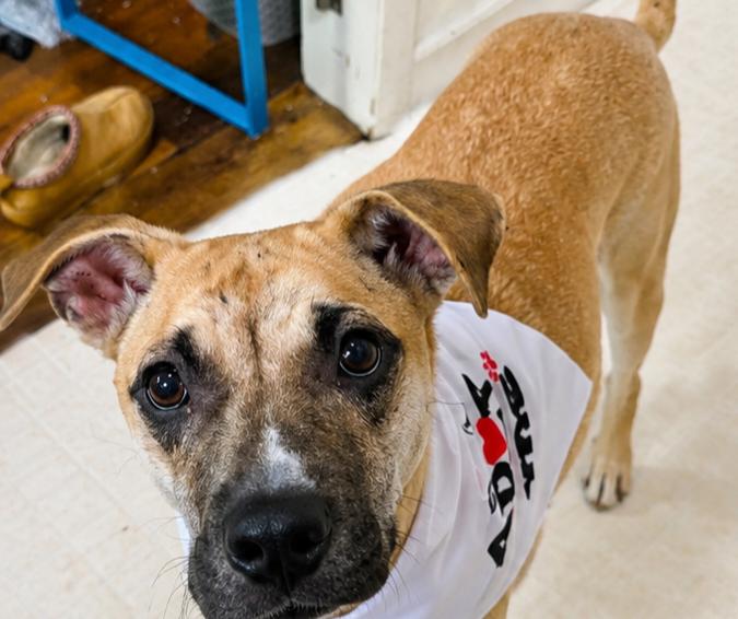 Emily, a ADOPTABLE mixed breed in Grand Rapids, MI image 1/2