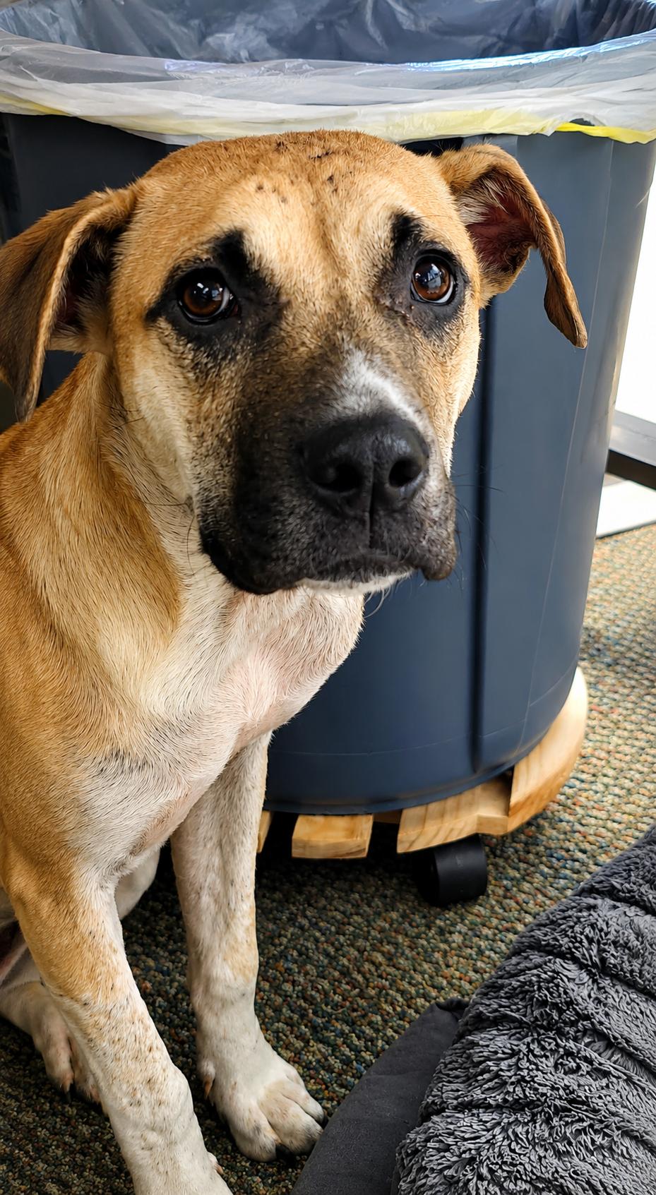 Emily, a ADOPTABLE mixed breed in Grand Rapids, MI image 2/2