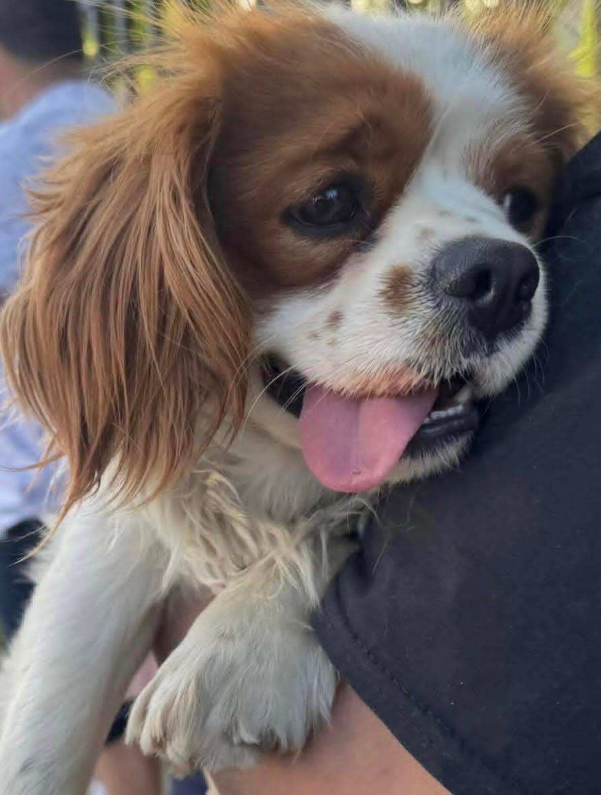 Enlarge Finnegan, a Adoptable Cavalier King Charles Spaniel in Flushing, NY image 1/1