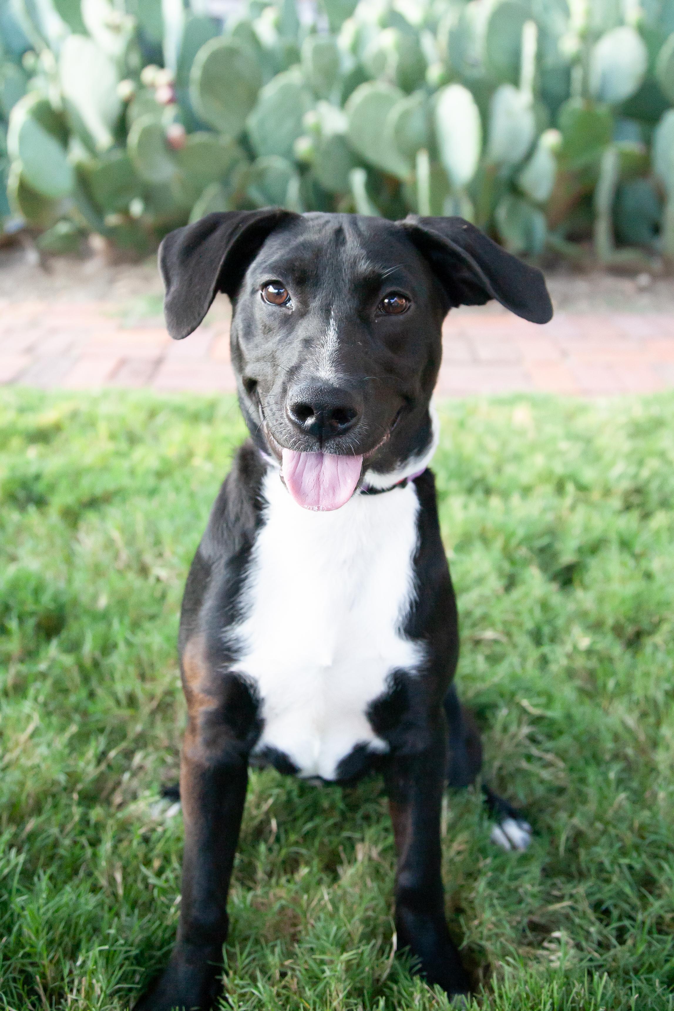 Amora, Adoptable, Young Female Black Labrador Retriever.