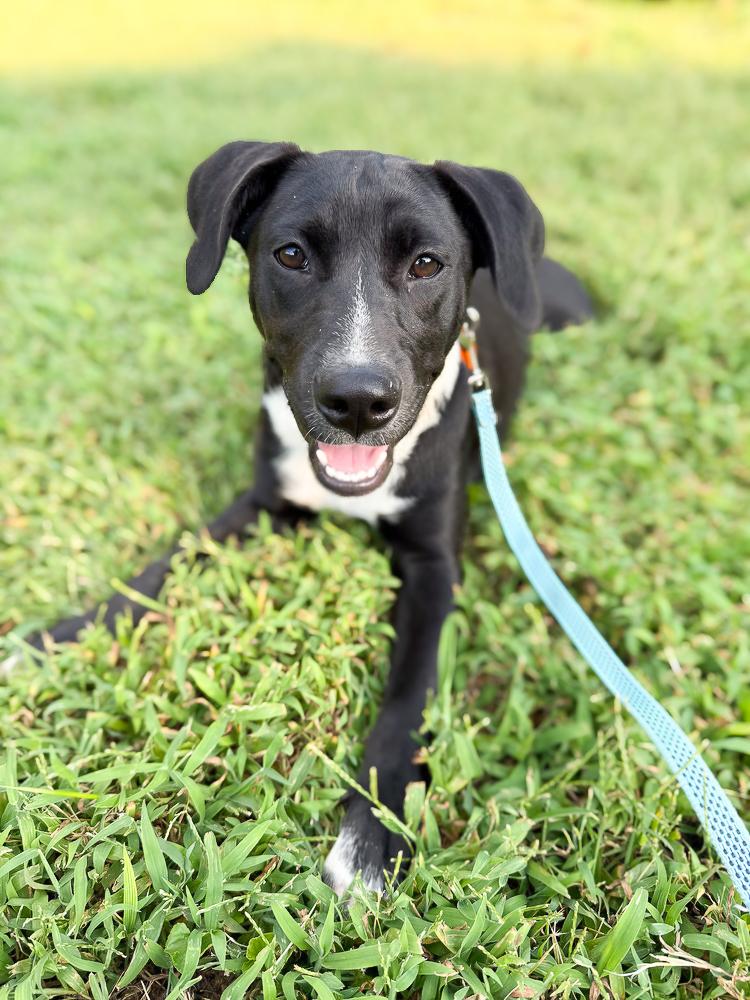 Enlarge Amora, a Adoptable mixed breed in Nashville, TN image 6/6
