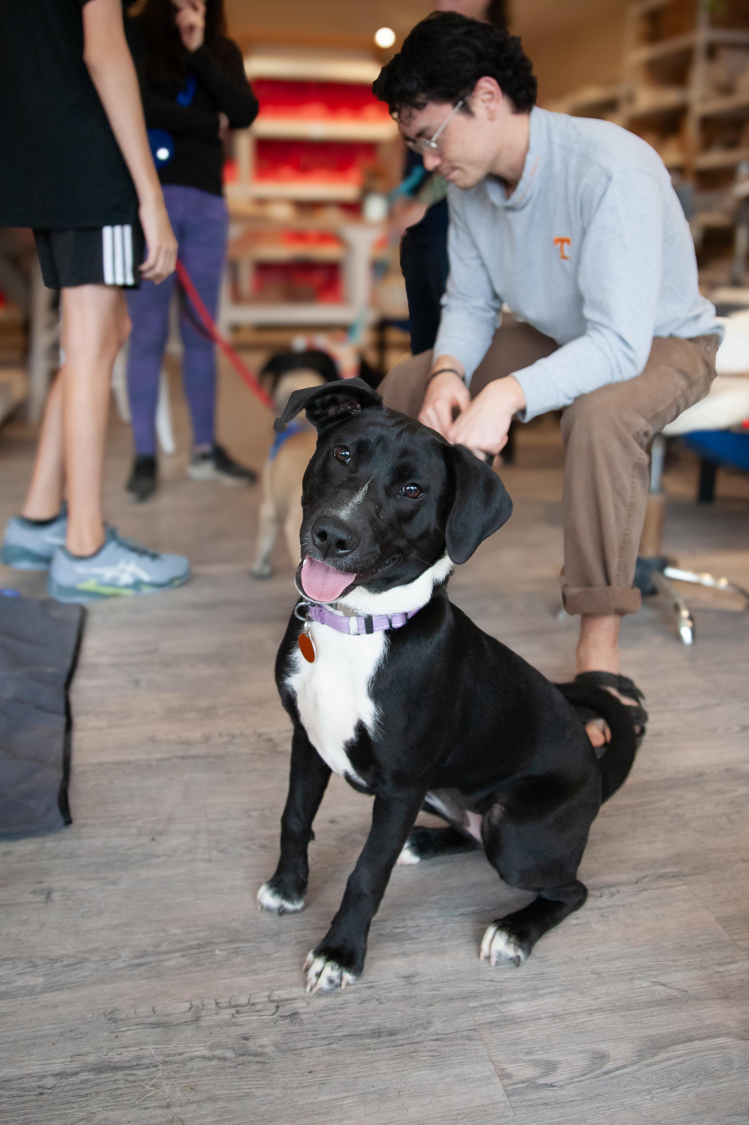 Enlarge Amora, a Adoptable mixed breed in Nashville, TN image 5/6