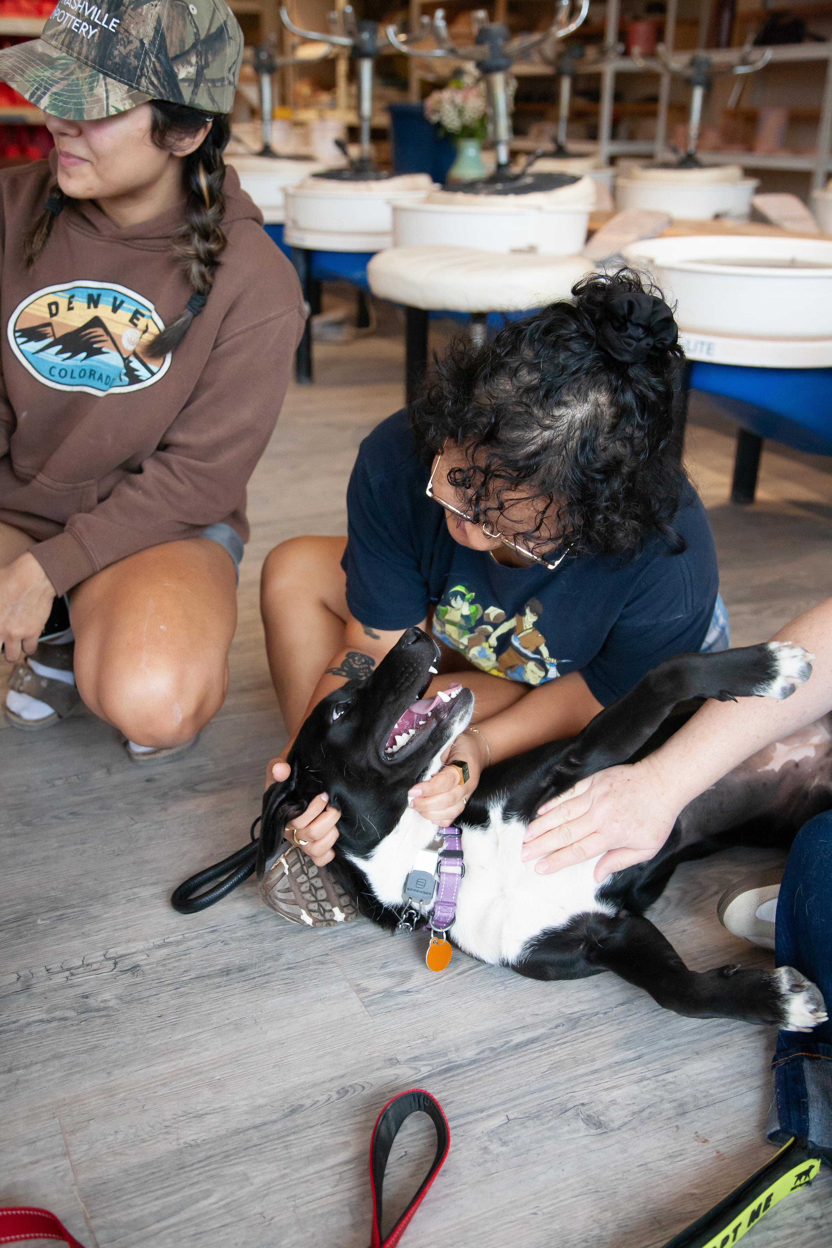 Enlarge Amora, a Adoptable mixed breed in Nashville, TN image 4/6