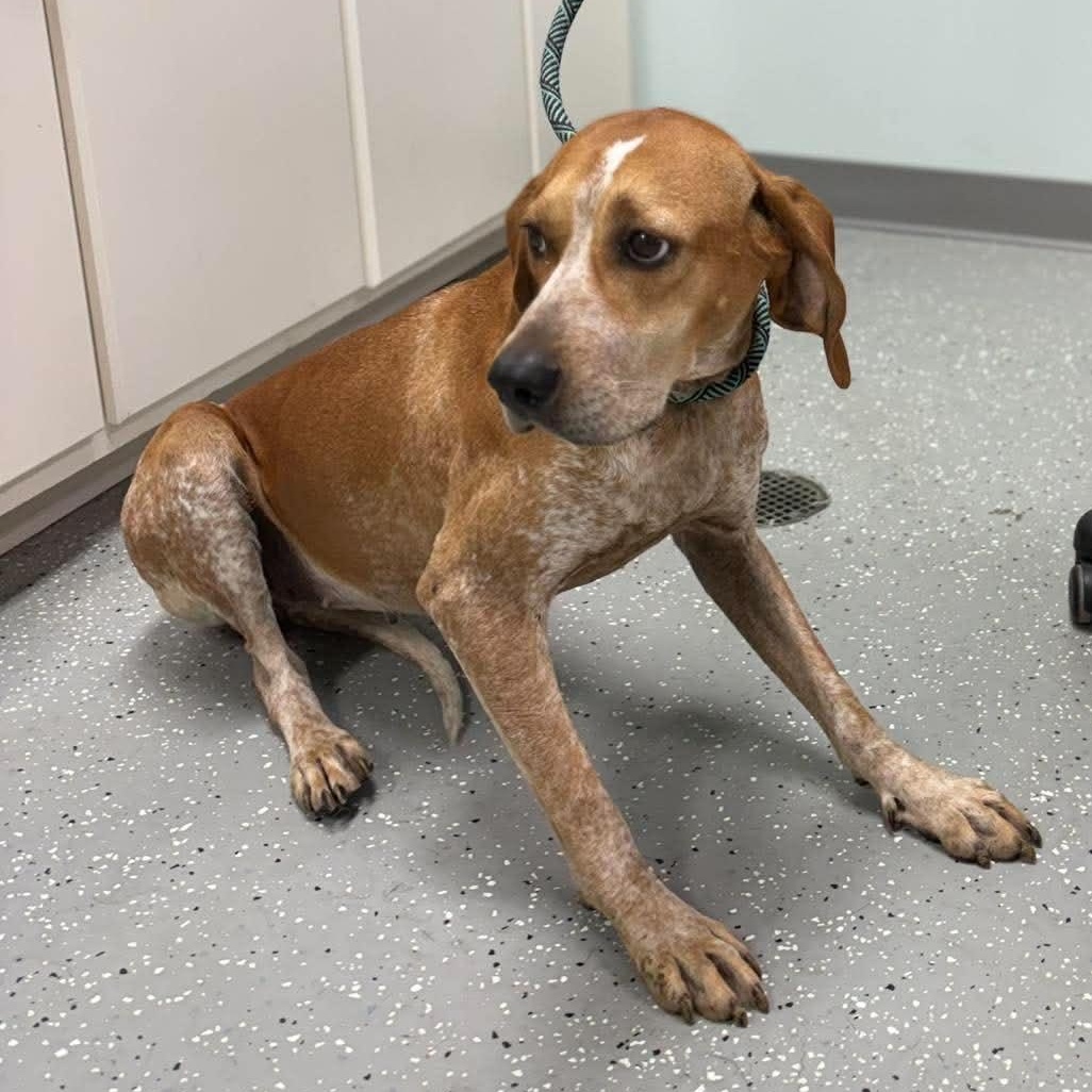 Freida, an adopted mixed breed in Bardstown, KY image 2/6