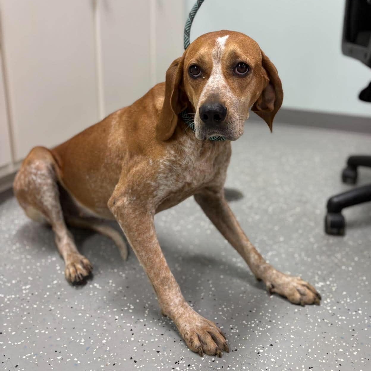 Freida, an adopted mixed breed in Bardstown, KY image 5/6
