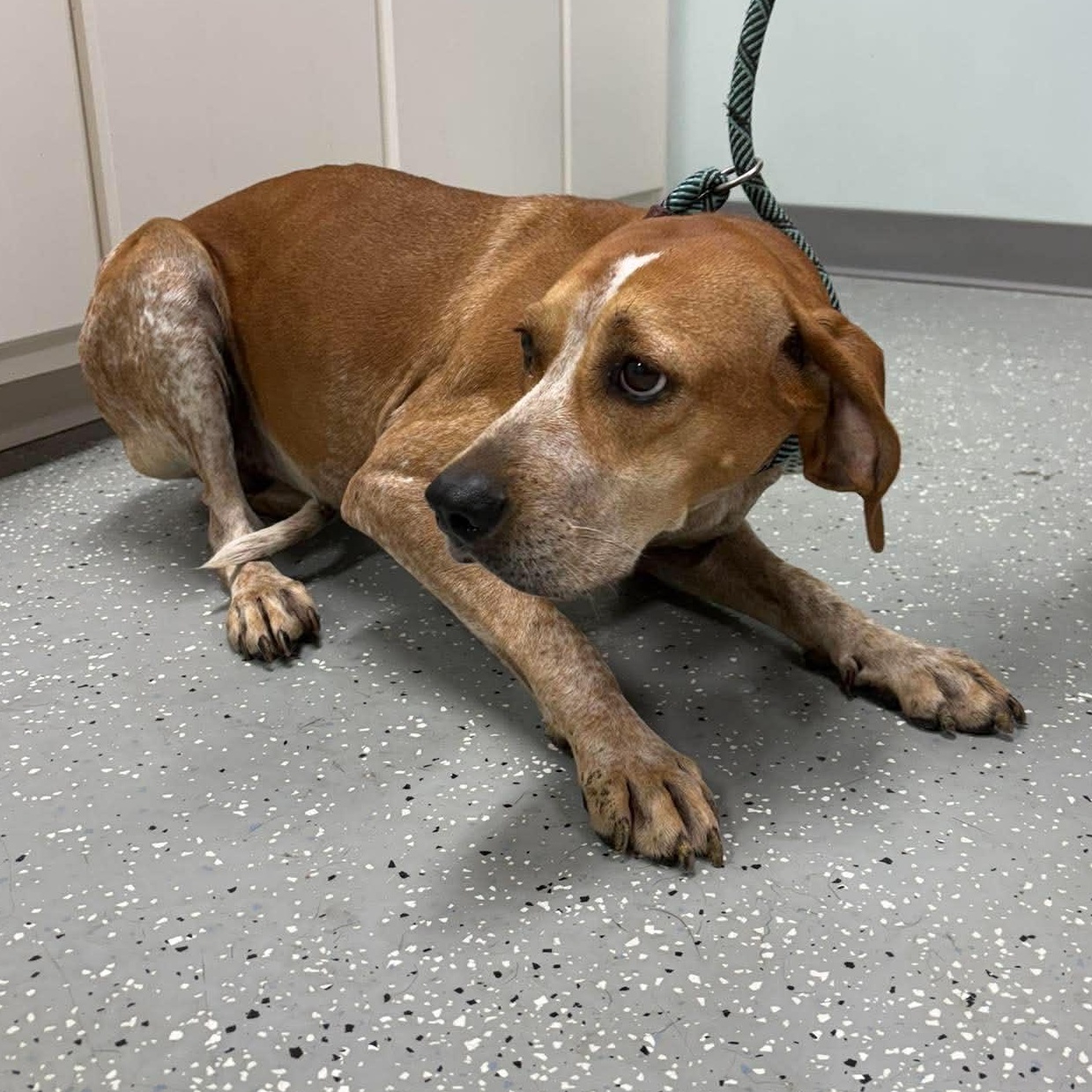 Freida, an adopted mixed breed in Bardstown, KY image 6/6