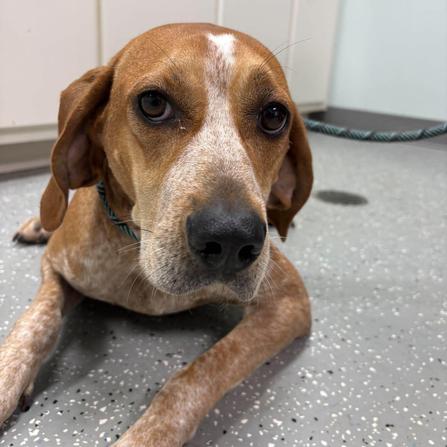 Freida, adopted, Adult Female Hound.
