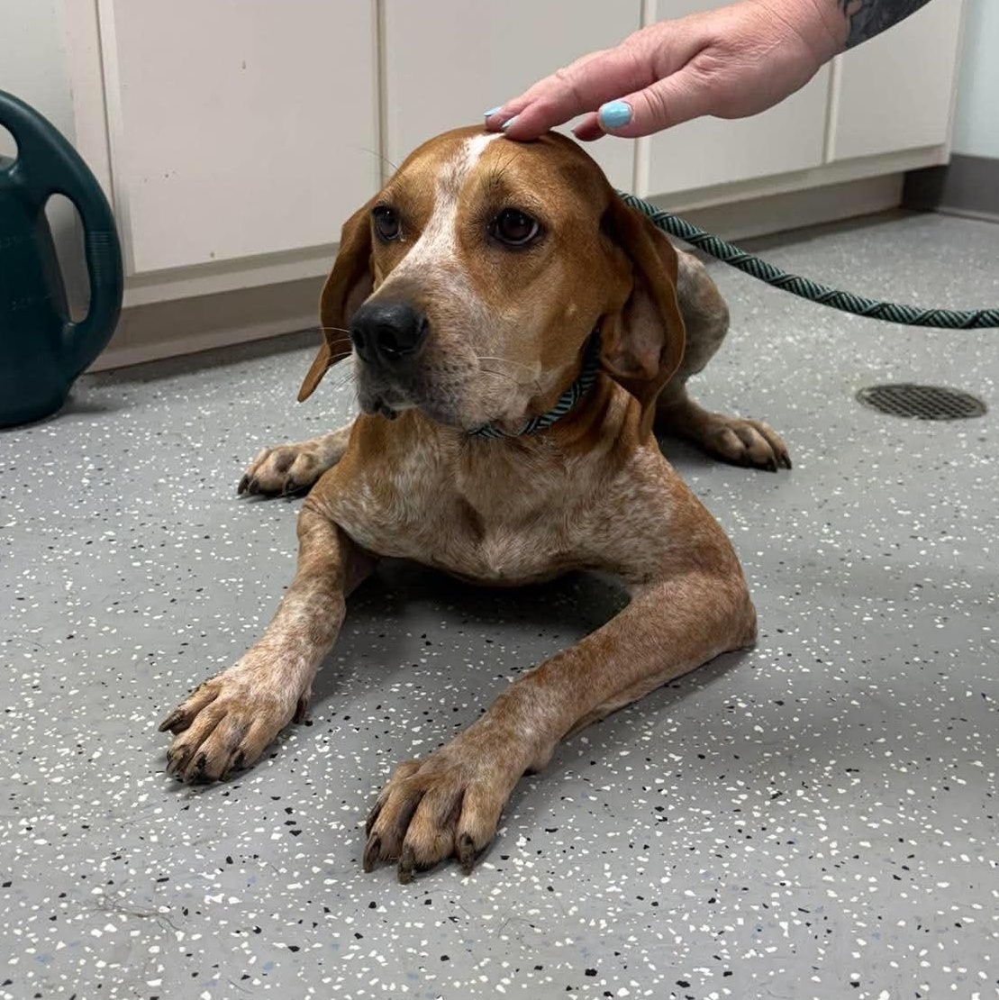 Freida, an adopted mixed breed in Bardstown, KY image 4/6