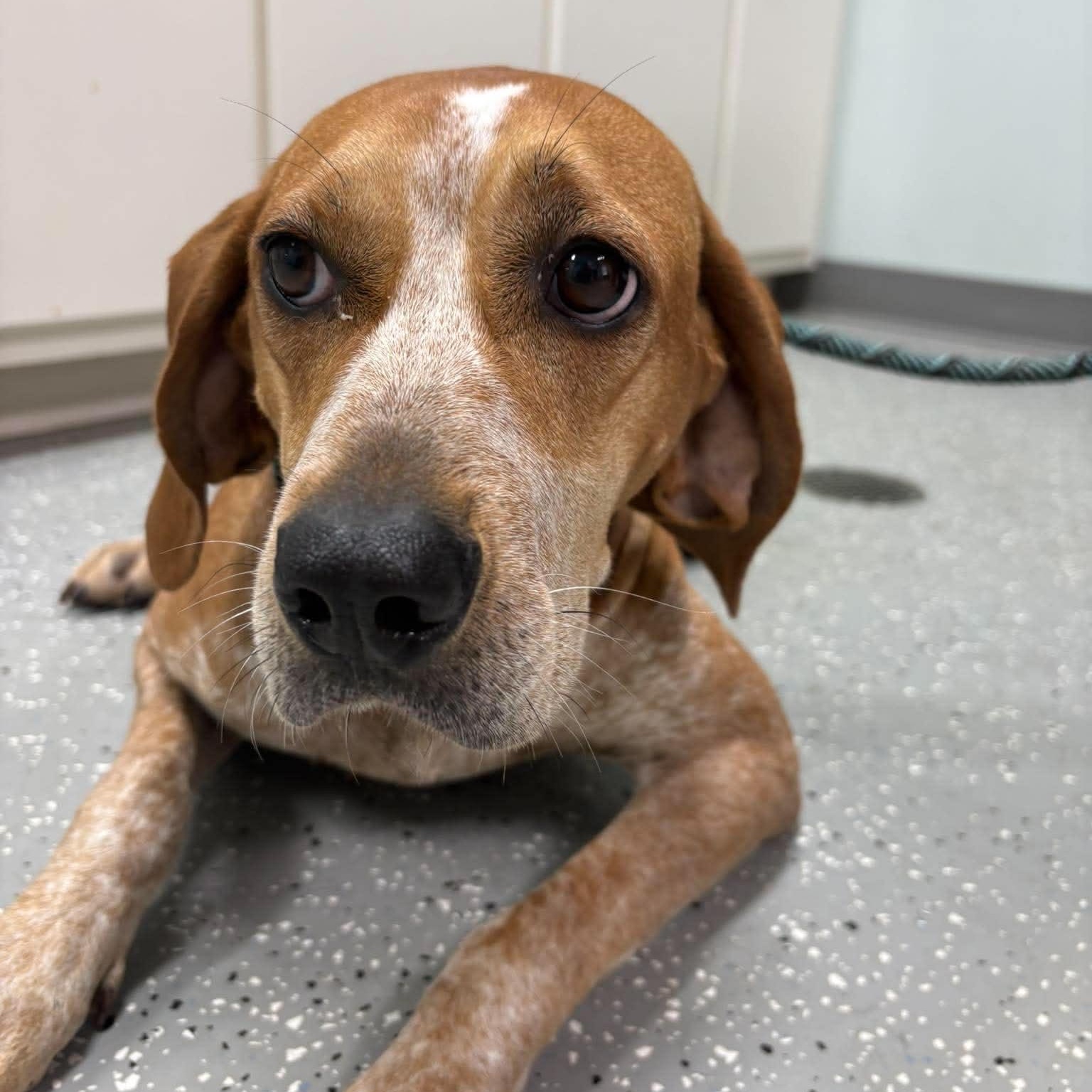 Freida, an adopted mixed breed in Bardstown, KY image 3/6