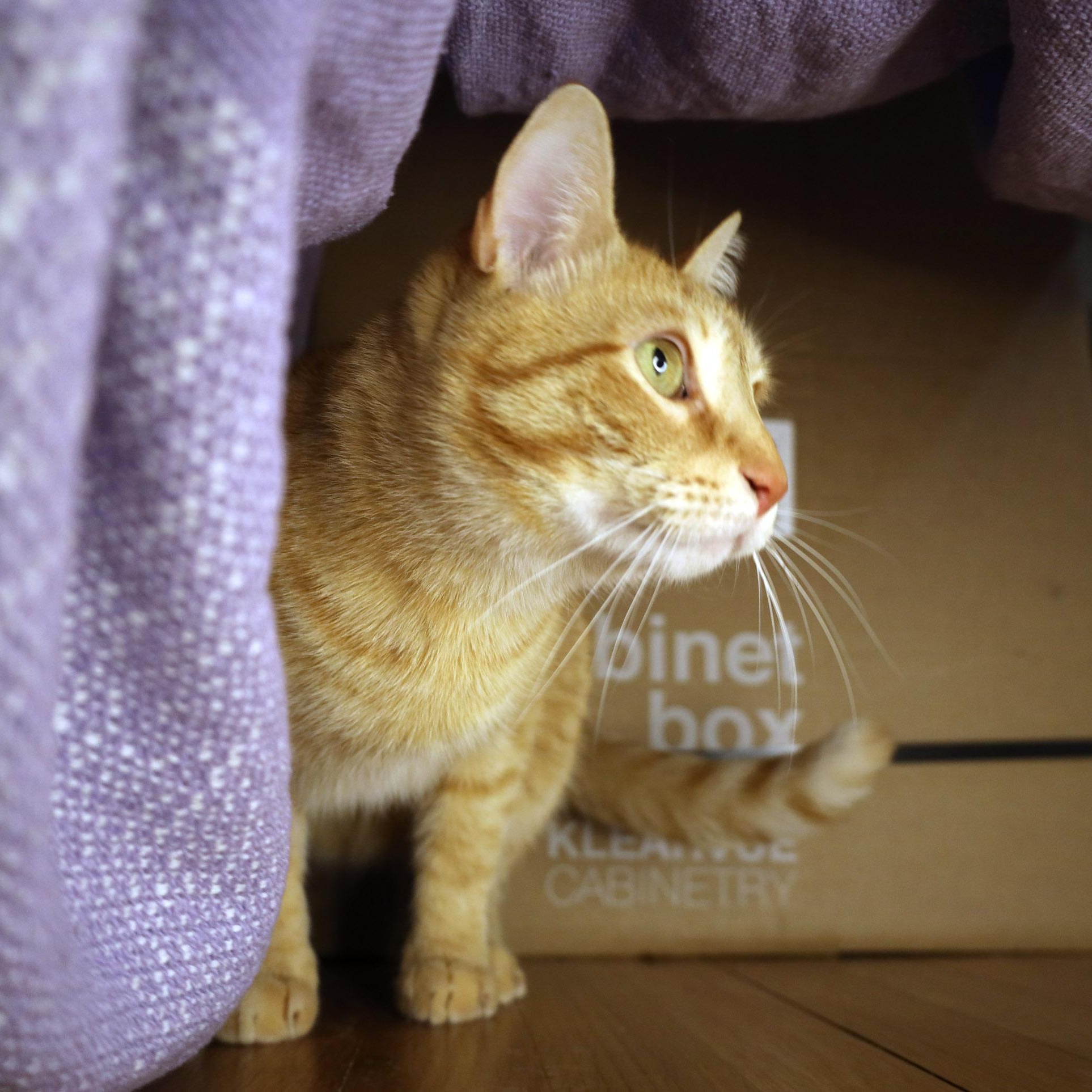 Cheeto, a ADOPTABLE Tabby in Chicago, IL image 3/6