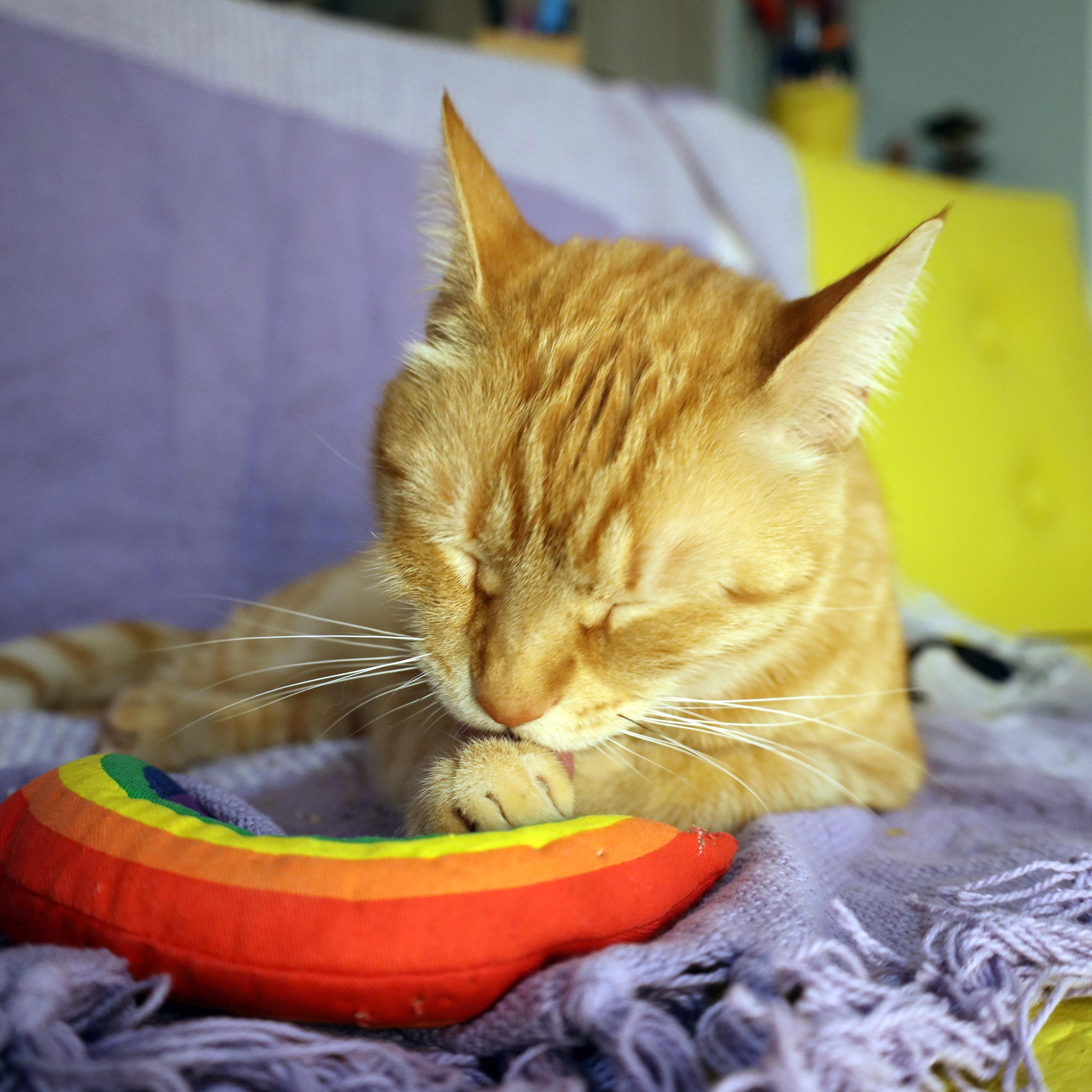 Cheeto, a ADOPTABLE Tabby in Chicago, IL image 6/6