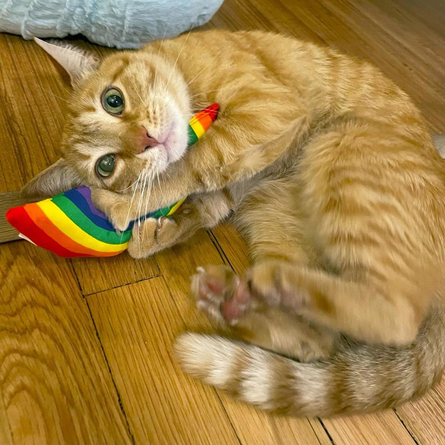 Cheeto, ADOPTABLE, Adult Male Tabby.