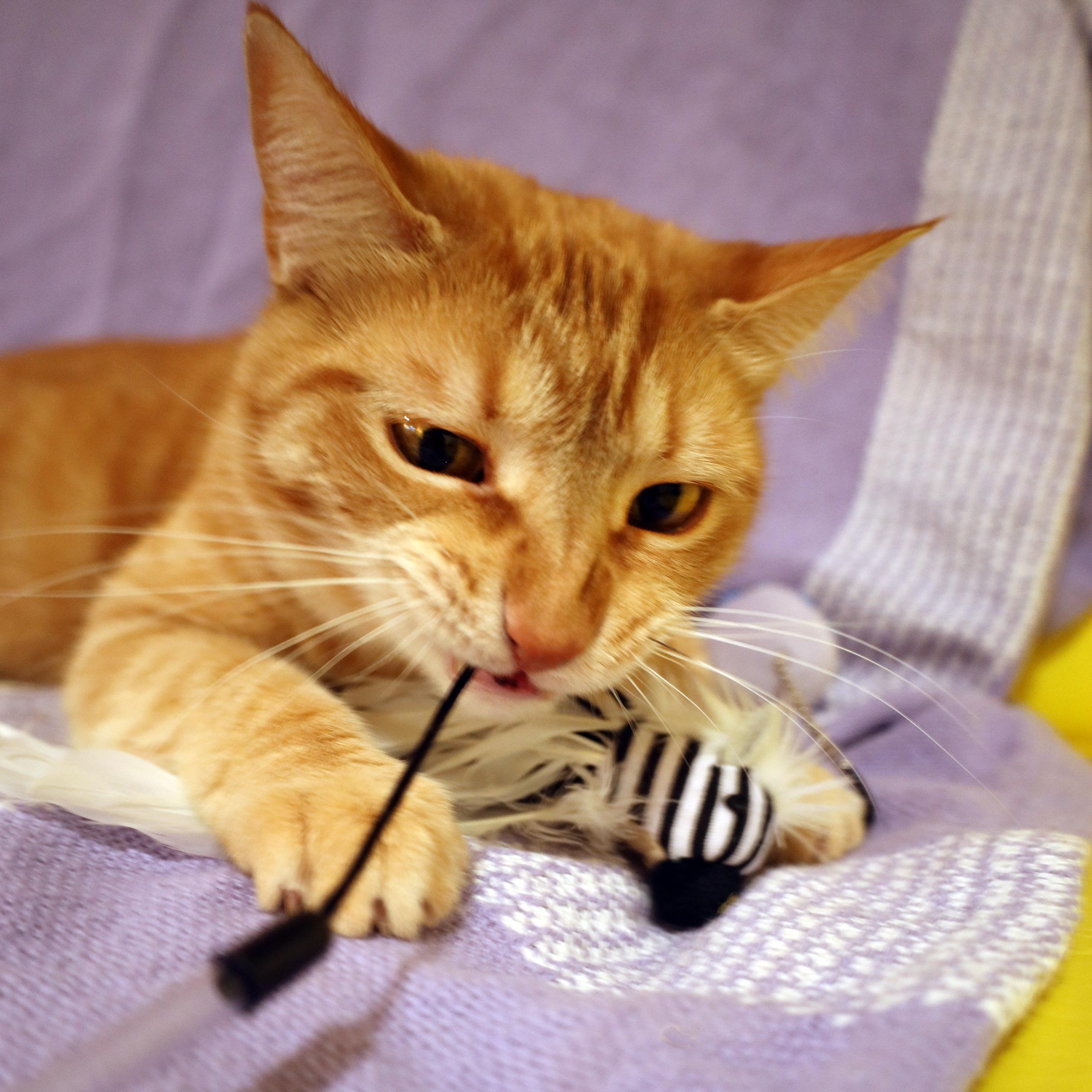 Cheeto, a ADOPTABLE Tabby in Chicago, IL image 5/6