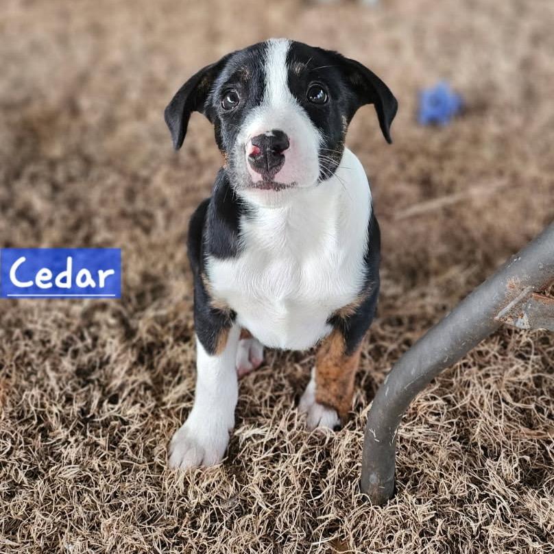 Tree Litter: Cedar thumbnail 2