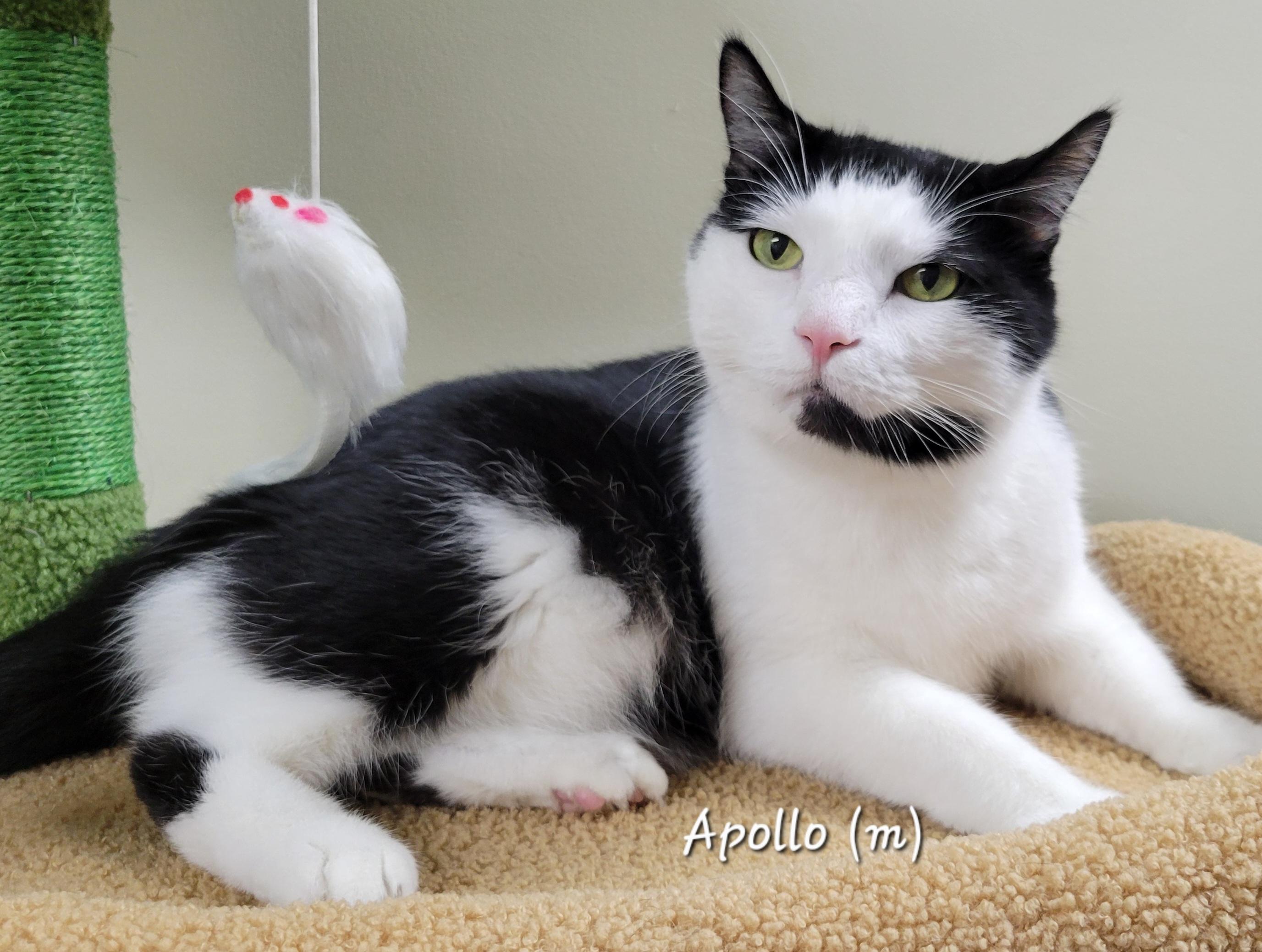 Apollo