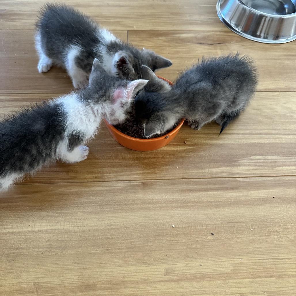 Misty (Mount Grove 4), a Adoptable Domestic Short Hair in Westport, CT image 2/2