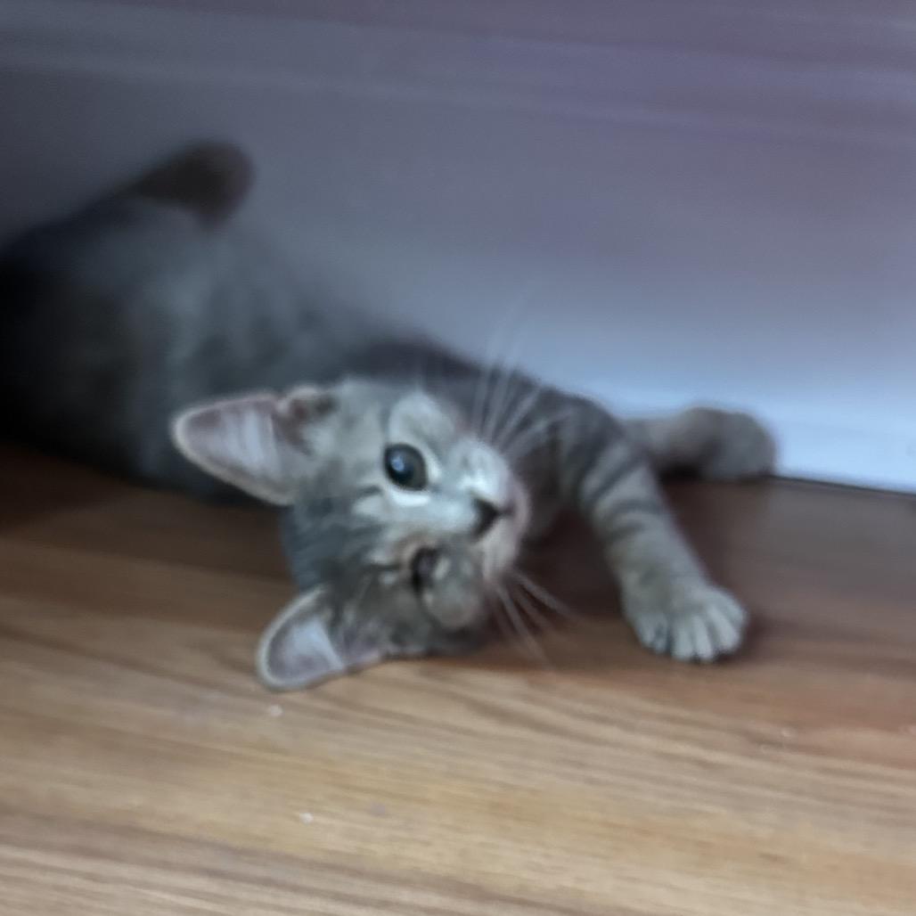 Enlarge Misty (Mount Grove 4), a Adoptable Domestic Short Hair in Westport, CT image 2/2