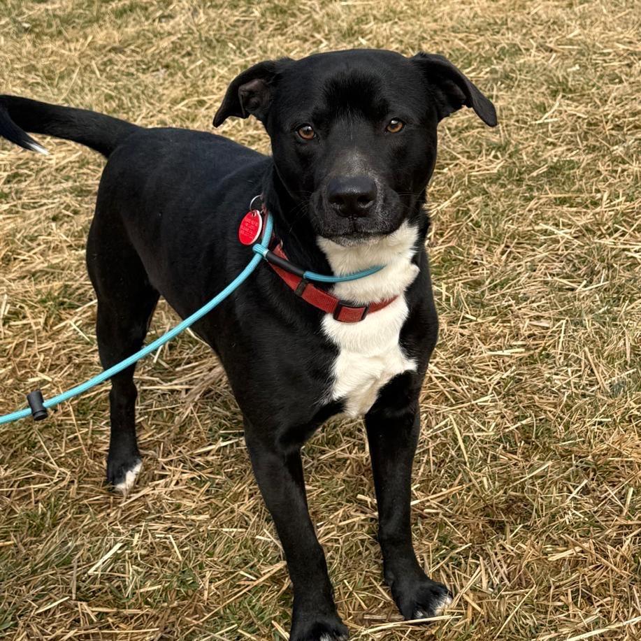 Rango, a Adoptable mixed breed in Potomac, MD image 1/6