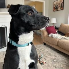 Rango, Adoptable, Adult Male Black Labrador Retriever & Mixed Breed.