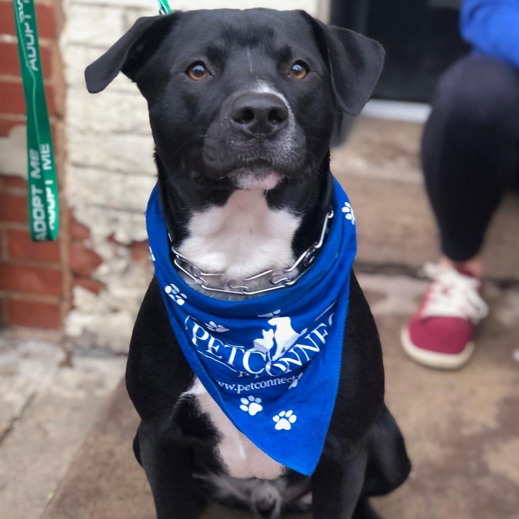 Enlarge Rango, a Adoptable mixed breed in Potomac, MD image 2/6
