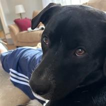 Enlarge Rango, a Adoptable mixed breed in Potomac, MD image 4/6