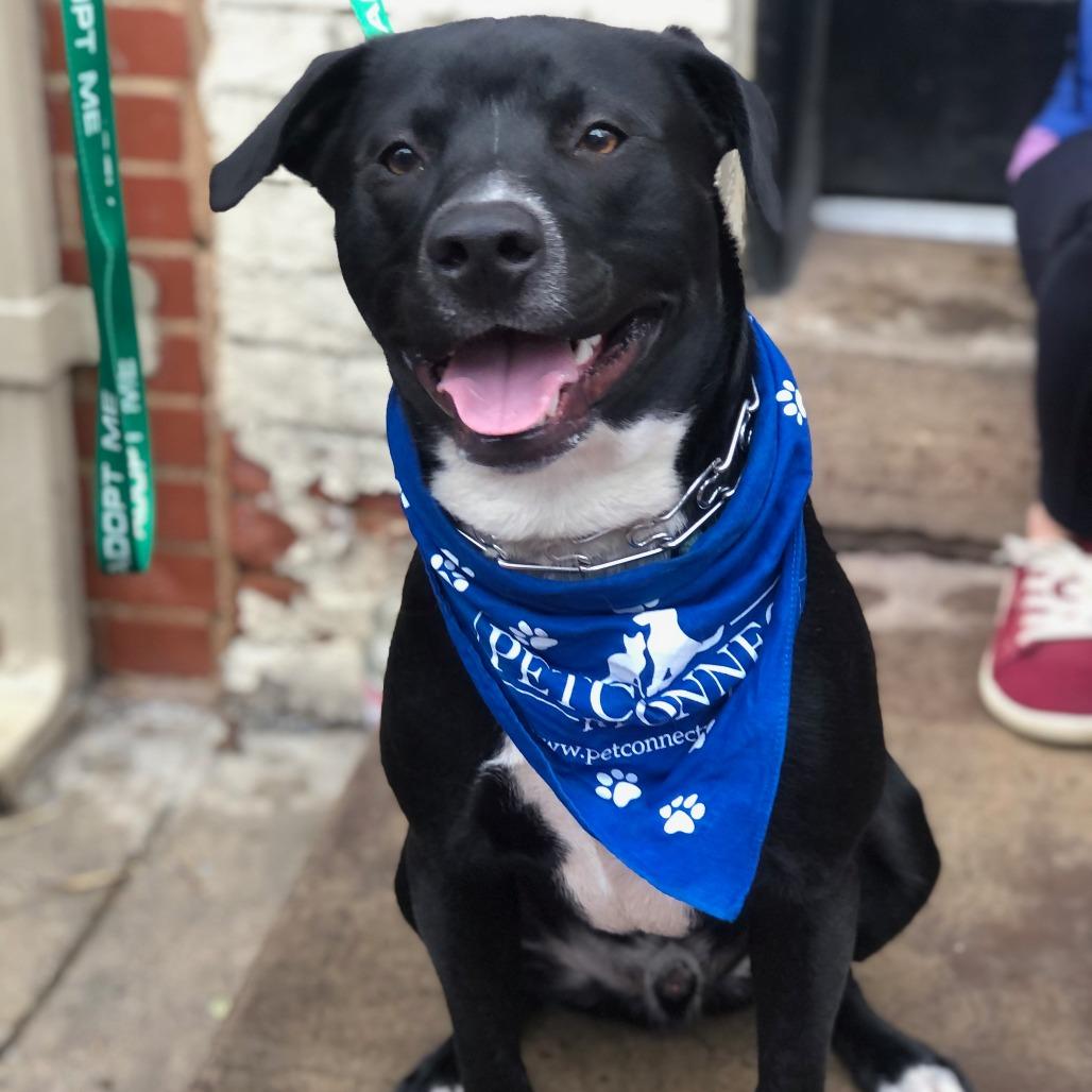 Rango, a Adoptable mixed breed in Potomac, MD image 3/6