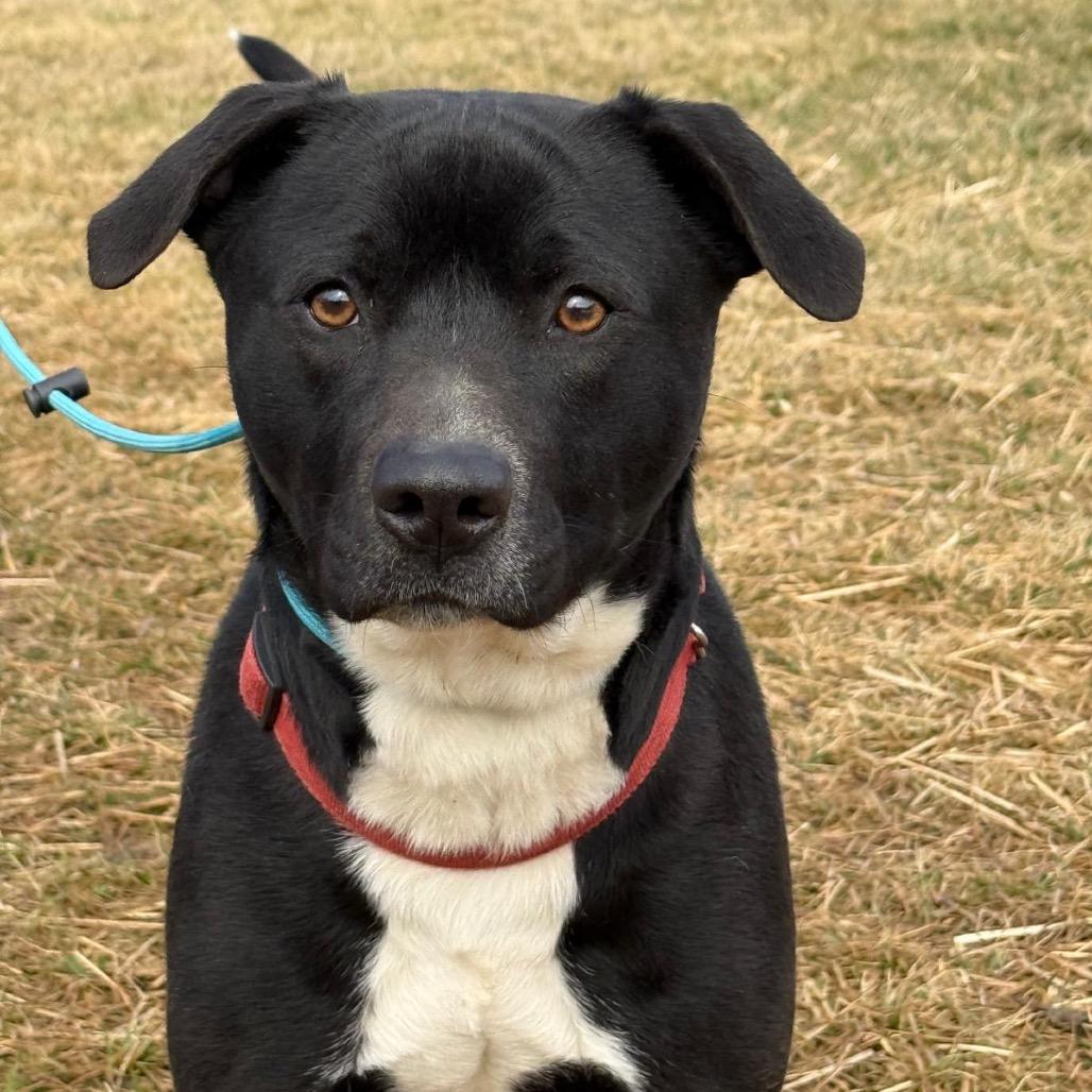 Enlarge Rango, a Adoptable mixed breed in Potomac, MD image 4/6