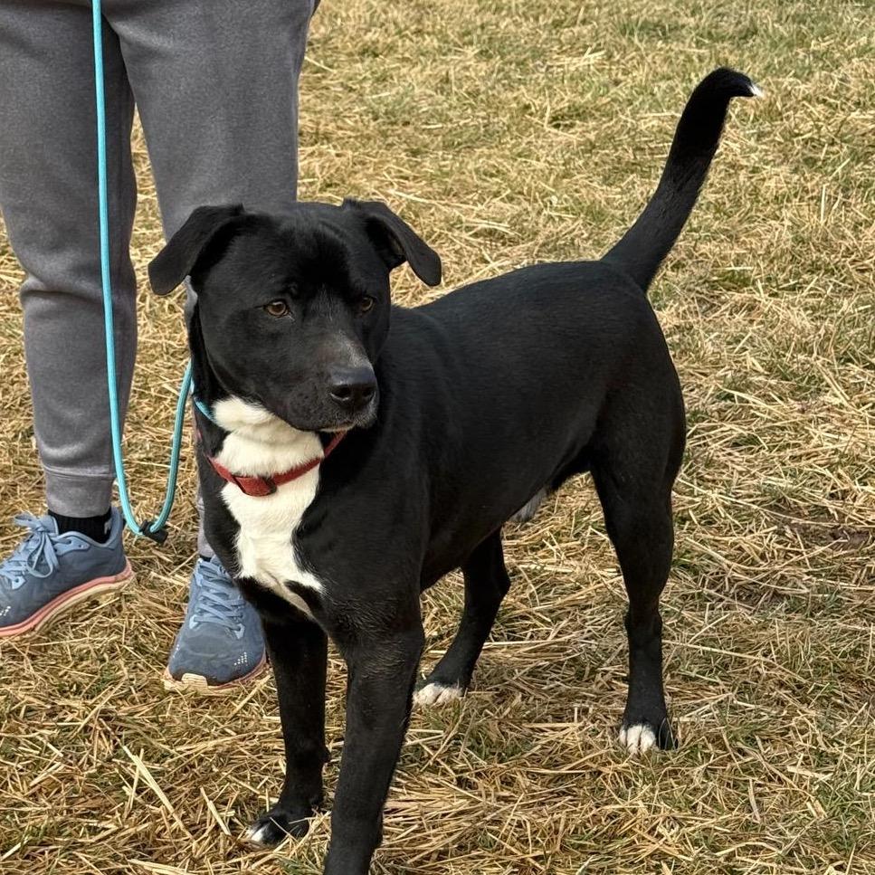 Rango, a Adoptable mixed breed in Potomac, MD image 5/6