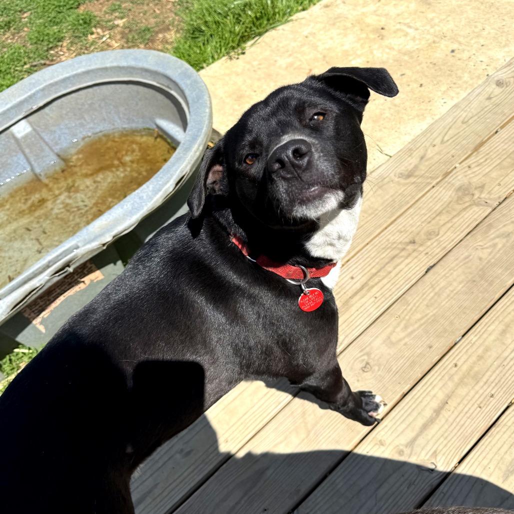 Enlarge Rango, a Adoptable mixed breed in Potomac, MD image 5/6