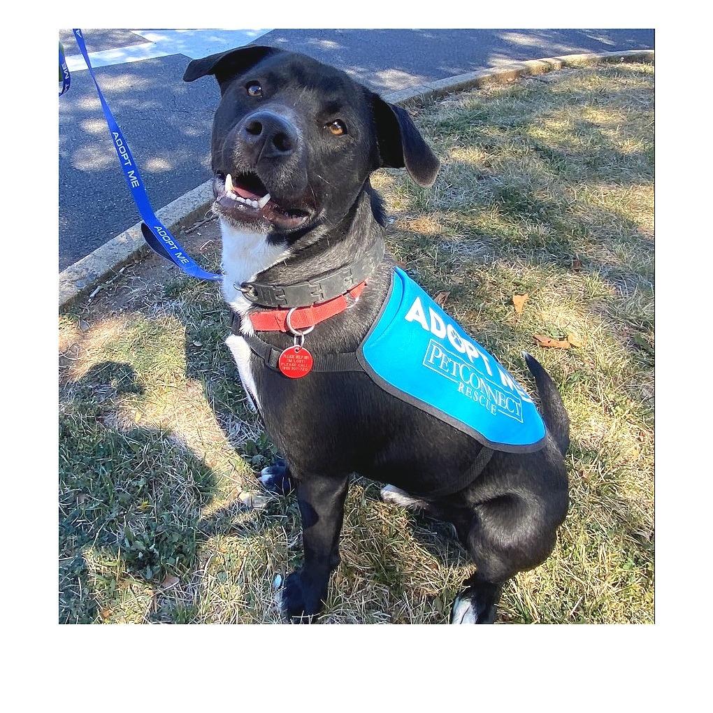 Enlarge Rango, a Adoptable mixed breed in Potomac, MD image 6/6