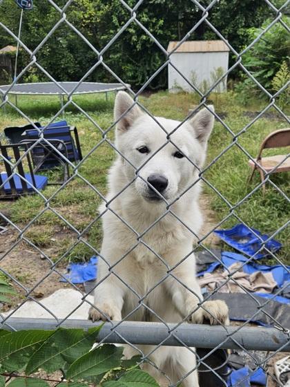 Enlarge Milton, a Adoptable mixed breed in South Bend, IN image 1/1