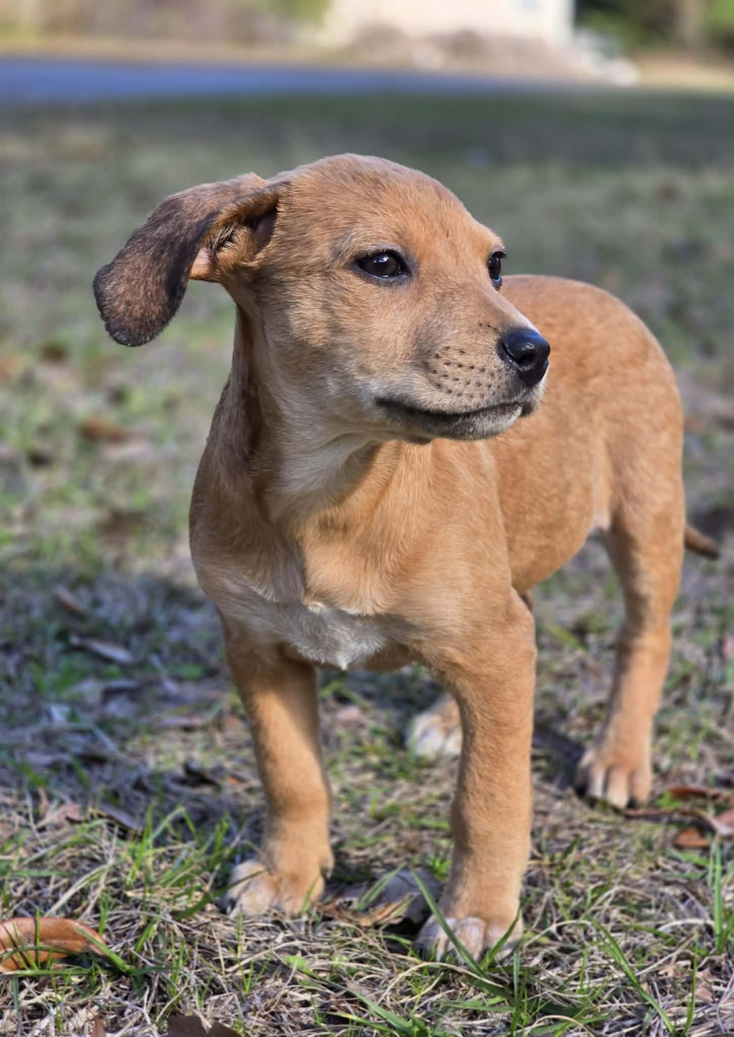 Enlarge Twinkle, a ADOPTABLE mixed breed in Milton, FL image 4/5