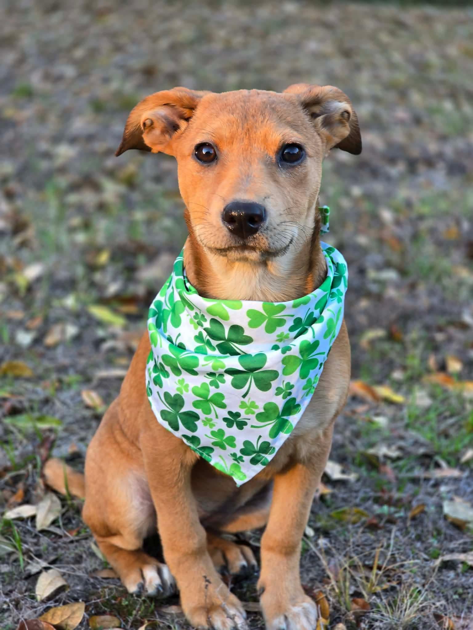 Enlarge Twinkle, a ADOPTABLE mixed breed in Milton, FL image 1/5