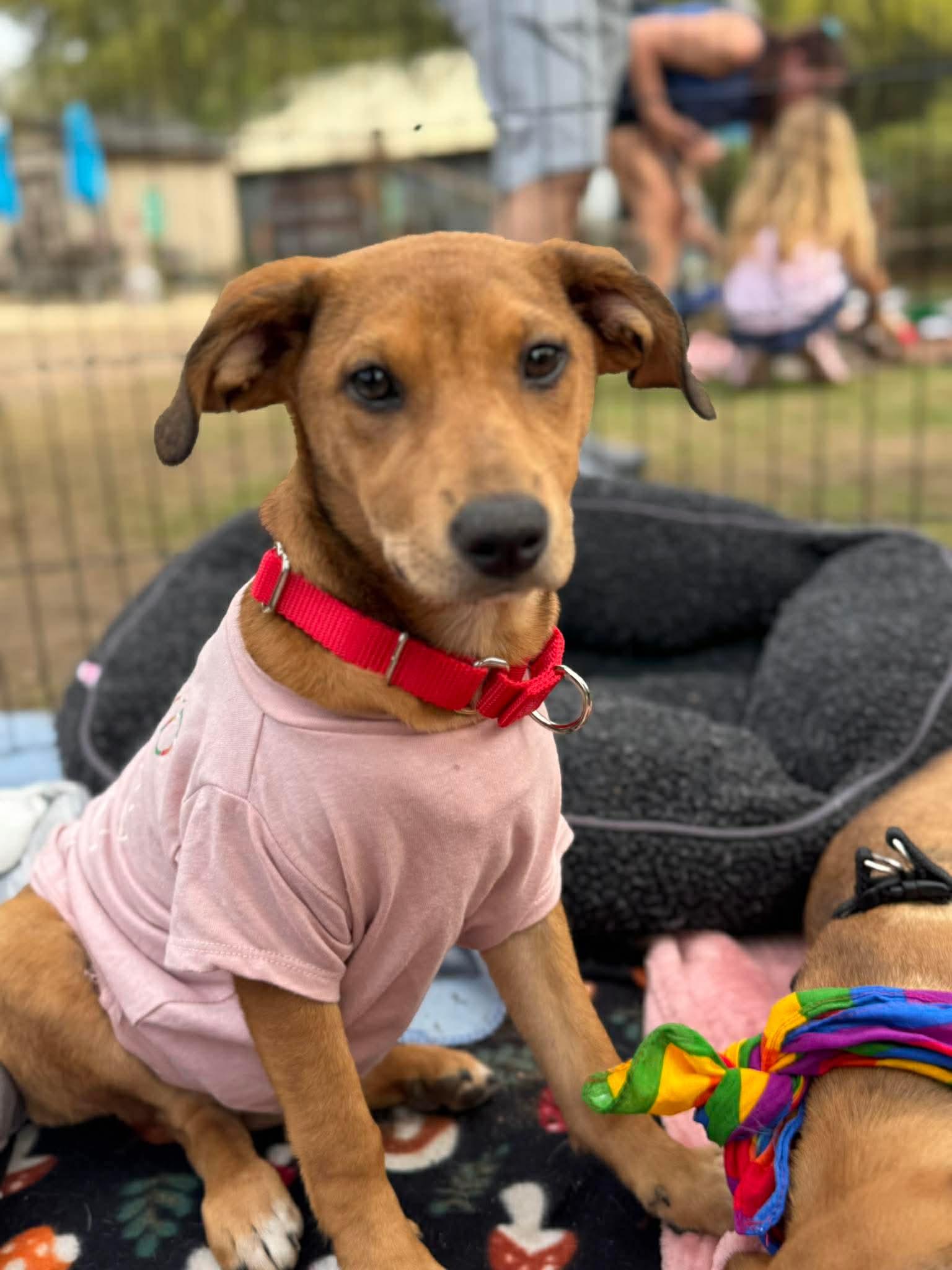 Enlarge Twinkle, a ADOPTABLE mixed breed in Milton, FL image 5/5