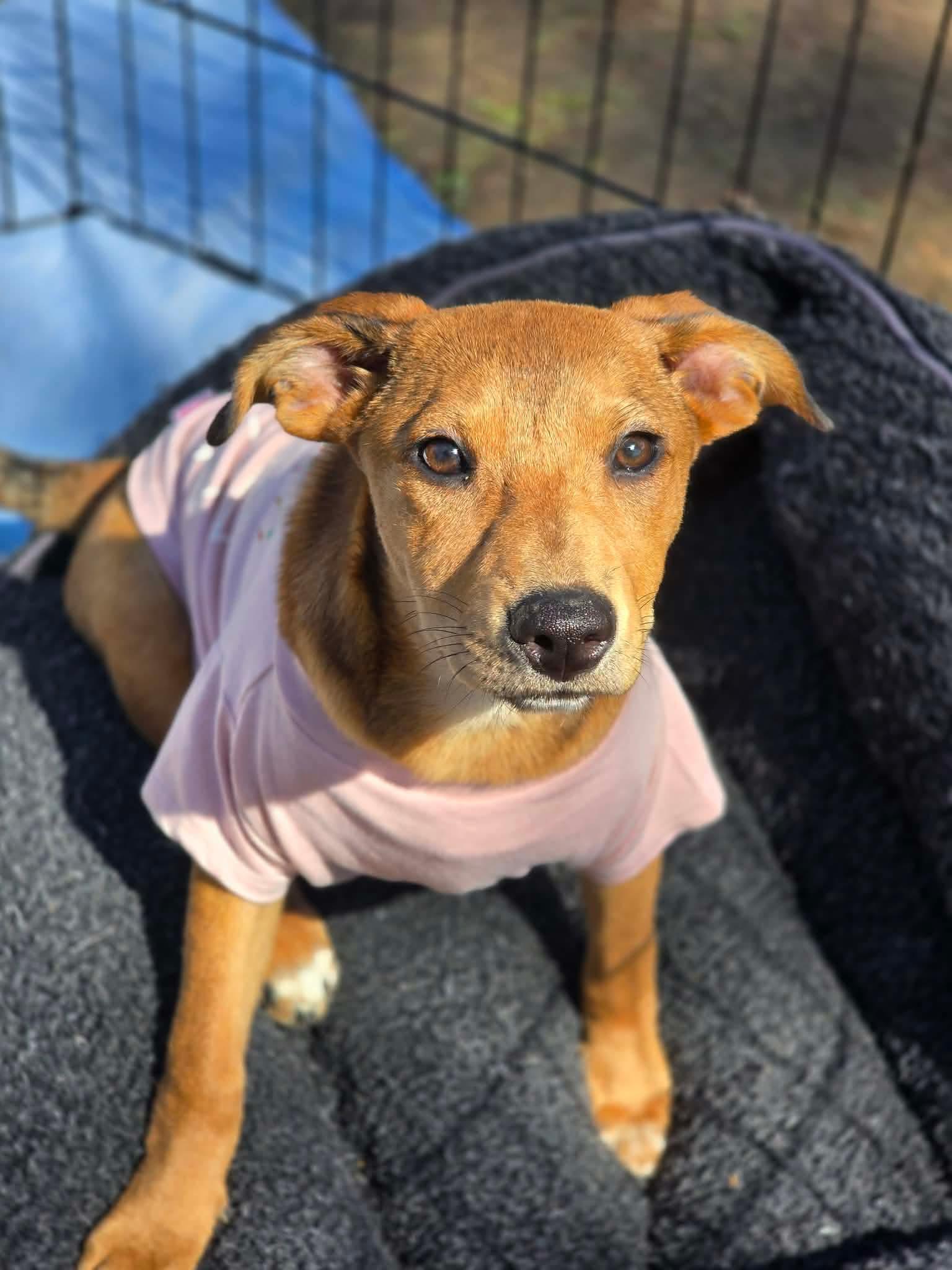 Enlarge Twinkle, a ADOPTABLE mixed breed in Milton, FL image 4/5